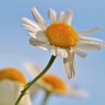 Natuurgeneeskundig therapeut