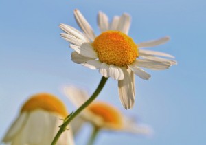 Natuurgeneeskundig therapeut
